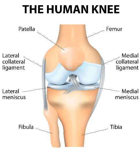 knee-anatomy